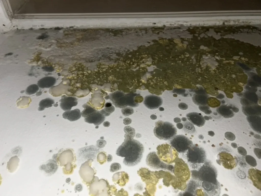 Schimmelbefall an Wand und Decke vor der Bewertung